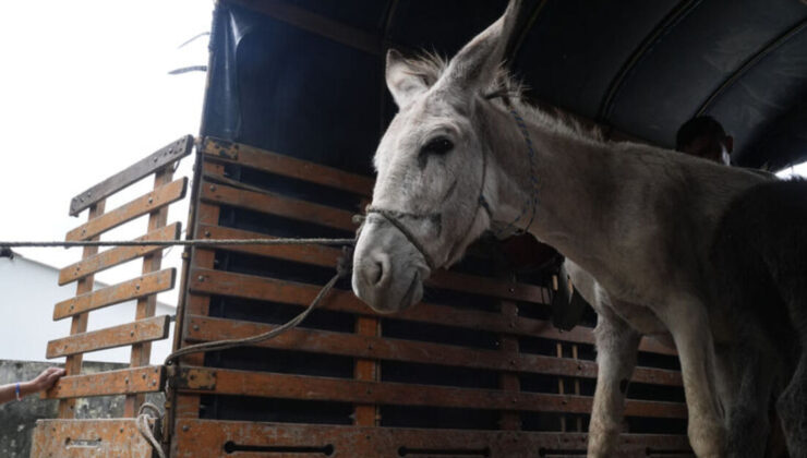 7 yaşındaki Meryem’i eşek öldürdü!