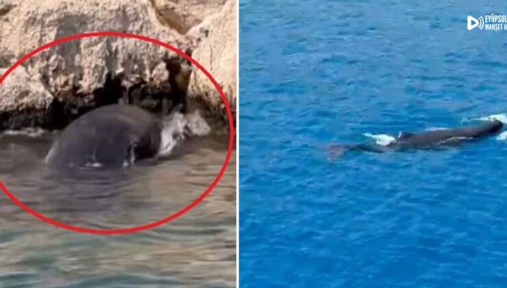 Olay yeri: Antalya! Yavru balina kayalıklara sıkıştı!