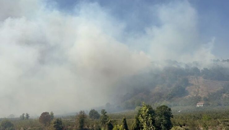 Düzce’de orman yangını söndürüldü