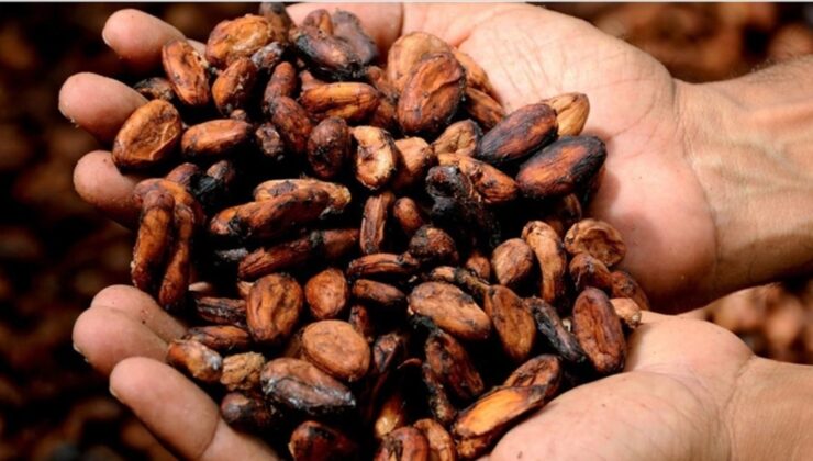 Kuraklık endişelerinin azalması ve rekolte artışıyla kakao fiyatları yüzde 40’tan fazla geriledi
