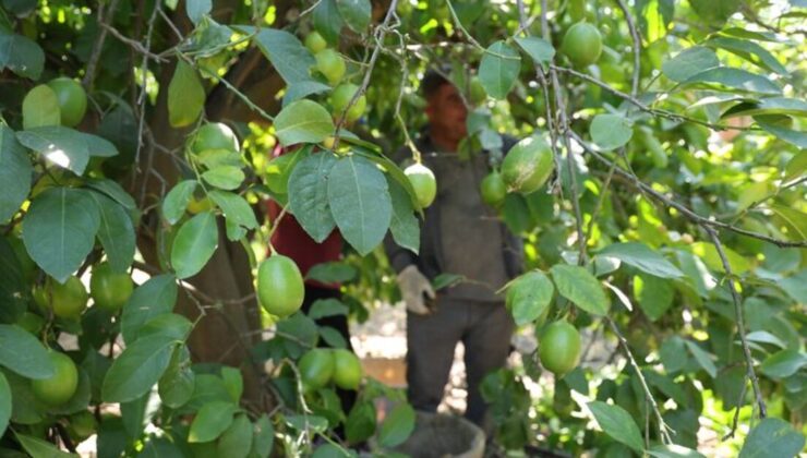 Rekolte düştü fiyatı arttı: Geçen yıl 1 TL olan limon 20 TL