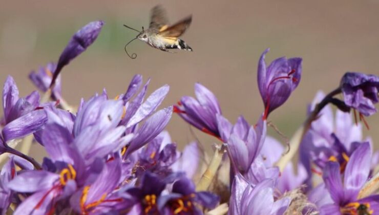 Dünyanın en pahalısı… 1 gramı 500 TL!