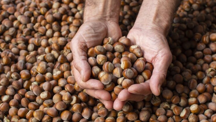 Fiyatlar belli oldu: Giresun fındığının kilosu 352 TL