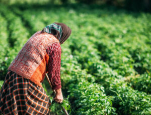 Tarımda çalışanların yaşı 20 yılda 5,7 yıl arttı