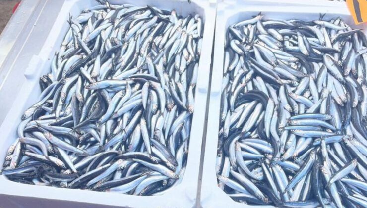 Sezon kötü başladı: Hamsi bir haftada yüzde 100’den fazla arttı